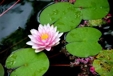 The lily pad - The Lily Pad Spa & Nail Salon, Chester, Virginia. 987 likes · 14 talking about this · 681 were here. The Lily Pad is now a FULL-SERVICE salon. Call for an appointment today and indulge into tranquility. 